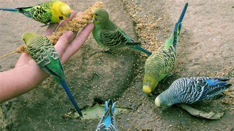 家裡養鳥好嗎|新手養鳥指南 挑選及準備要點 – 寵物百科